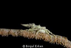 I photograph a xeno crab lembeh'te indonesia             ... by Birgul Erken 
